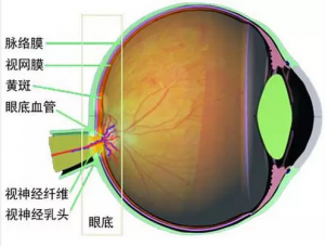 为什么高度近视不能献血