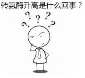 转氨酶高