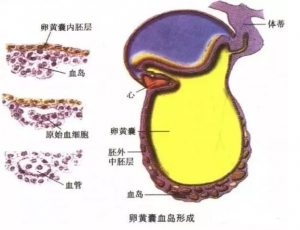 血液是如何形成的
