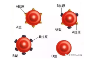 抗A、抗B血型定型试剂