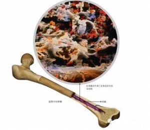 造血中心