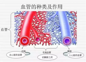 血管的种类和作用