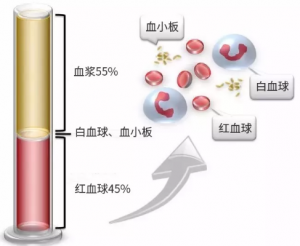 血液组成